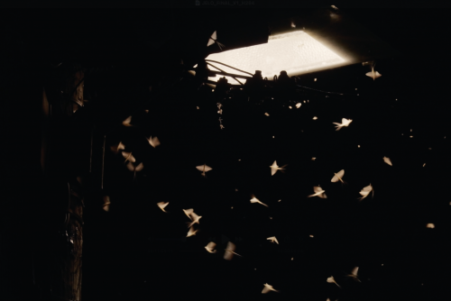 DOCUMENTAIRES IFFCAM 2025 (gratuit)