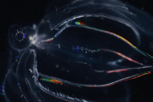 DOCUMENTAIRES IFFCAM 2025 (gratuit)