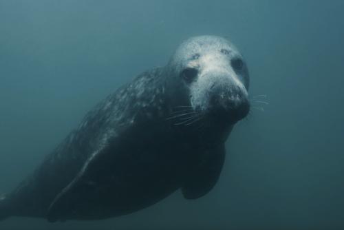 DOCUMENTAIRES IFFCAM 2025 (gratuit)