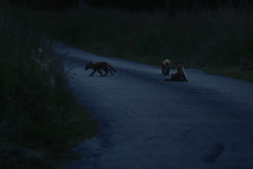 DOCUMENTAIRES IFFCAM 2025 (gratuit)